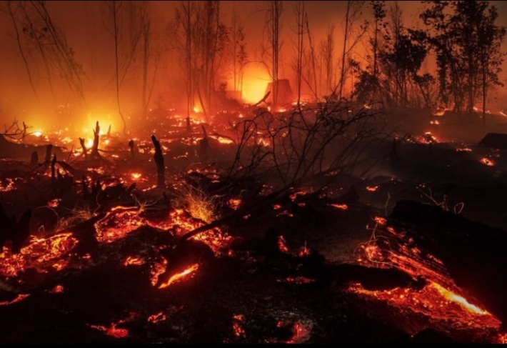 Isu Kebakaran Hutan Kalimantan Tengah Antara Dugaan Keterlibatan Pihak Asing & Fakta Penegakan Hukum
